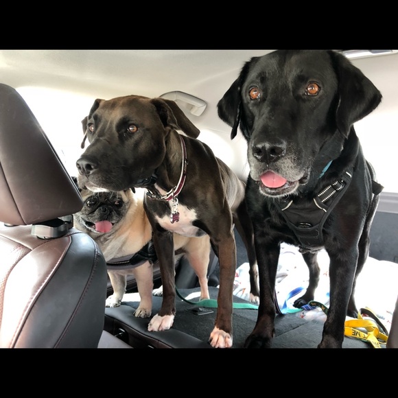 Please Share Closet 🙏 Posher needs help ❤️ - Picture 3 of 11